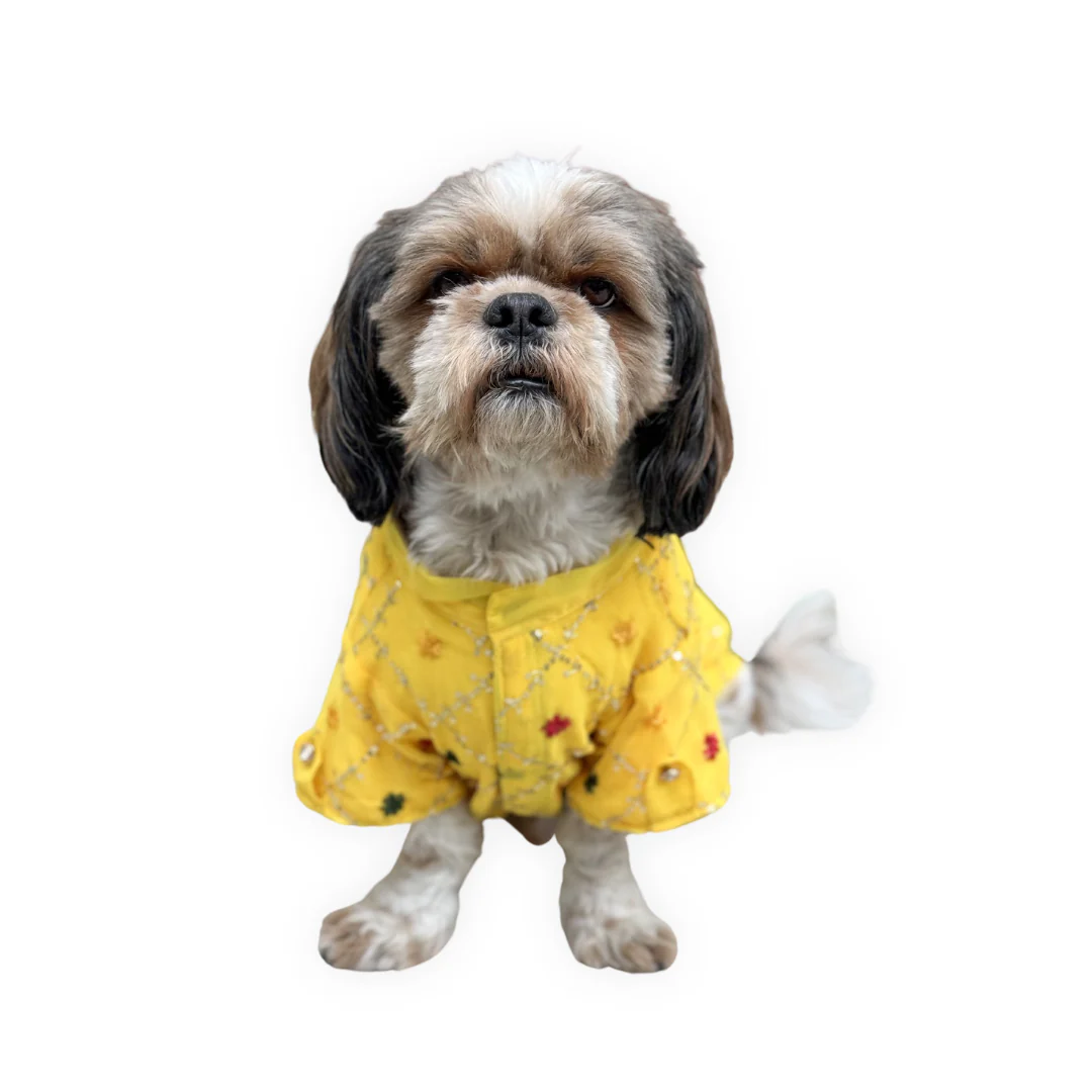 Pack of 2 - Dog Kurtas: Festive Yellow & Lehriya Blue - Image 3