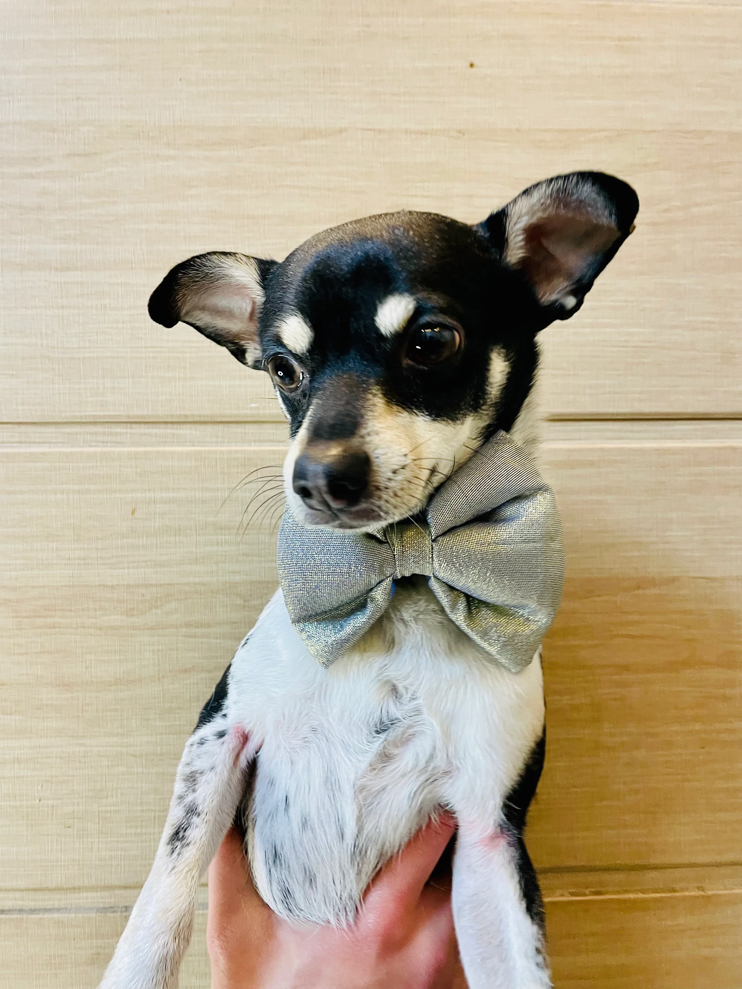 Pawgy Pets Party wear Bowtie: Light golden for Dogs & Cats - Image 4