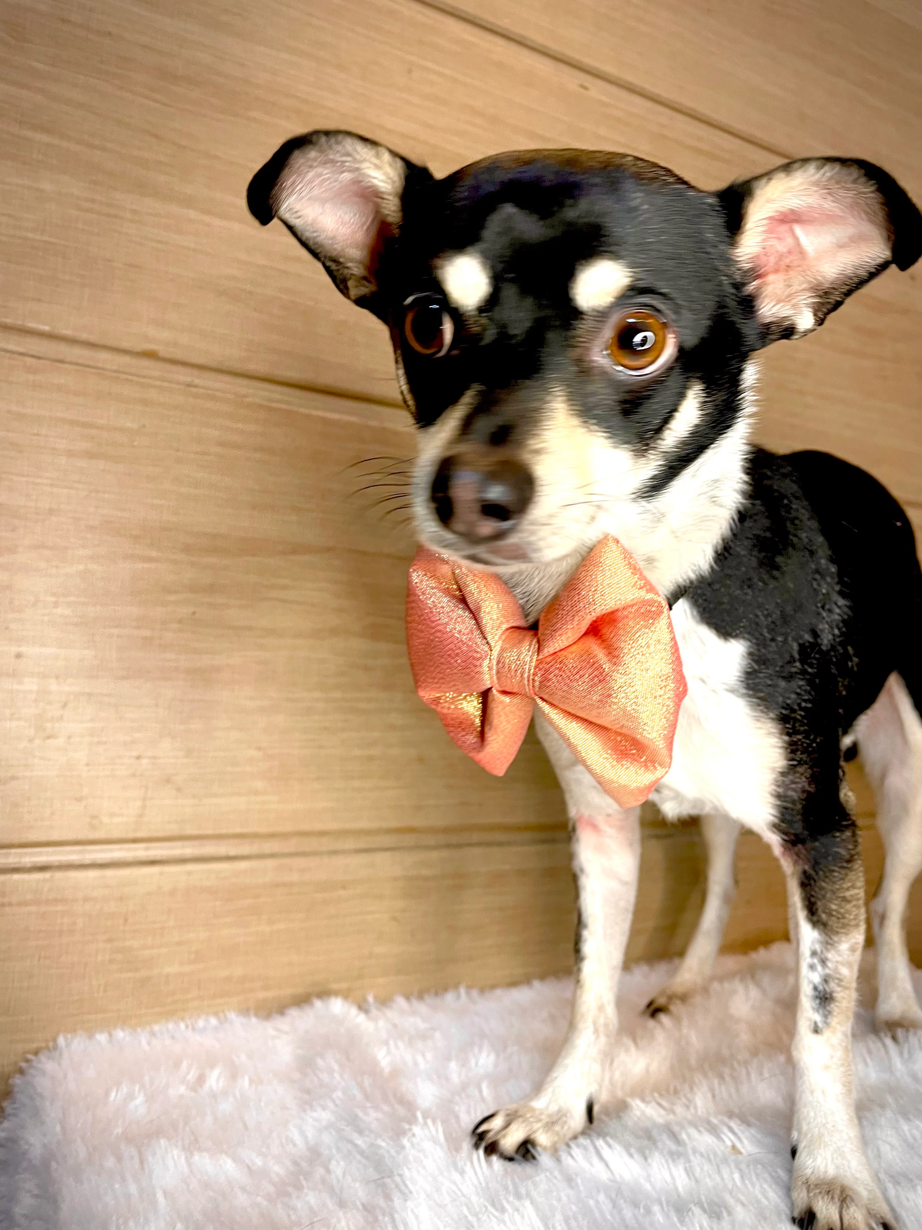 Pawgy Pets Party wear Bowtie: Rose gold for Dogs & Cats - Image 4