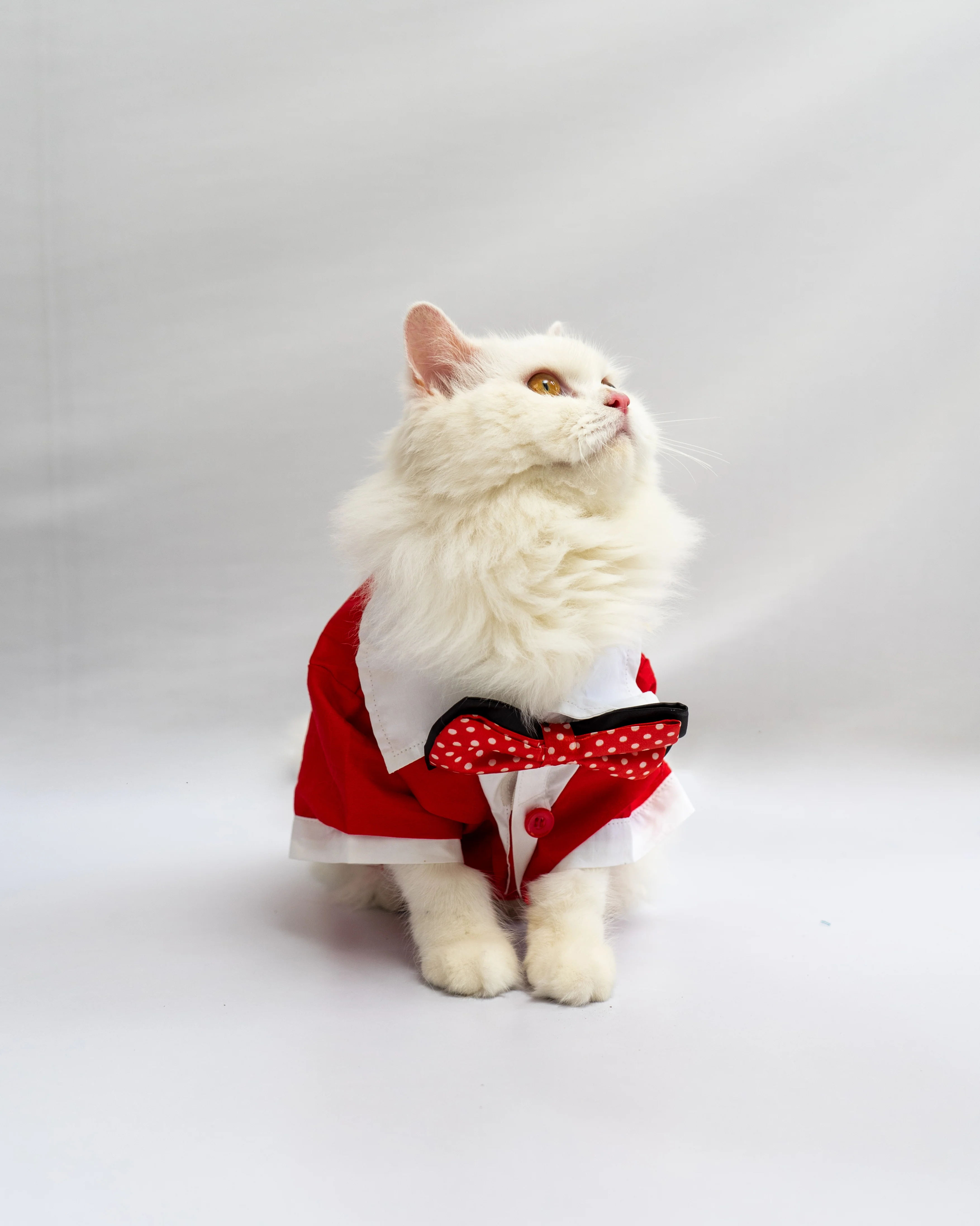 Pawgy Pets Personalised Tuxedo for Dogs & Cats - Image 4