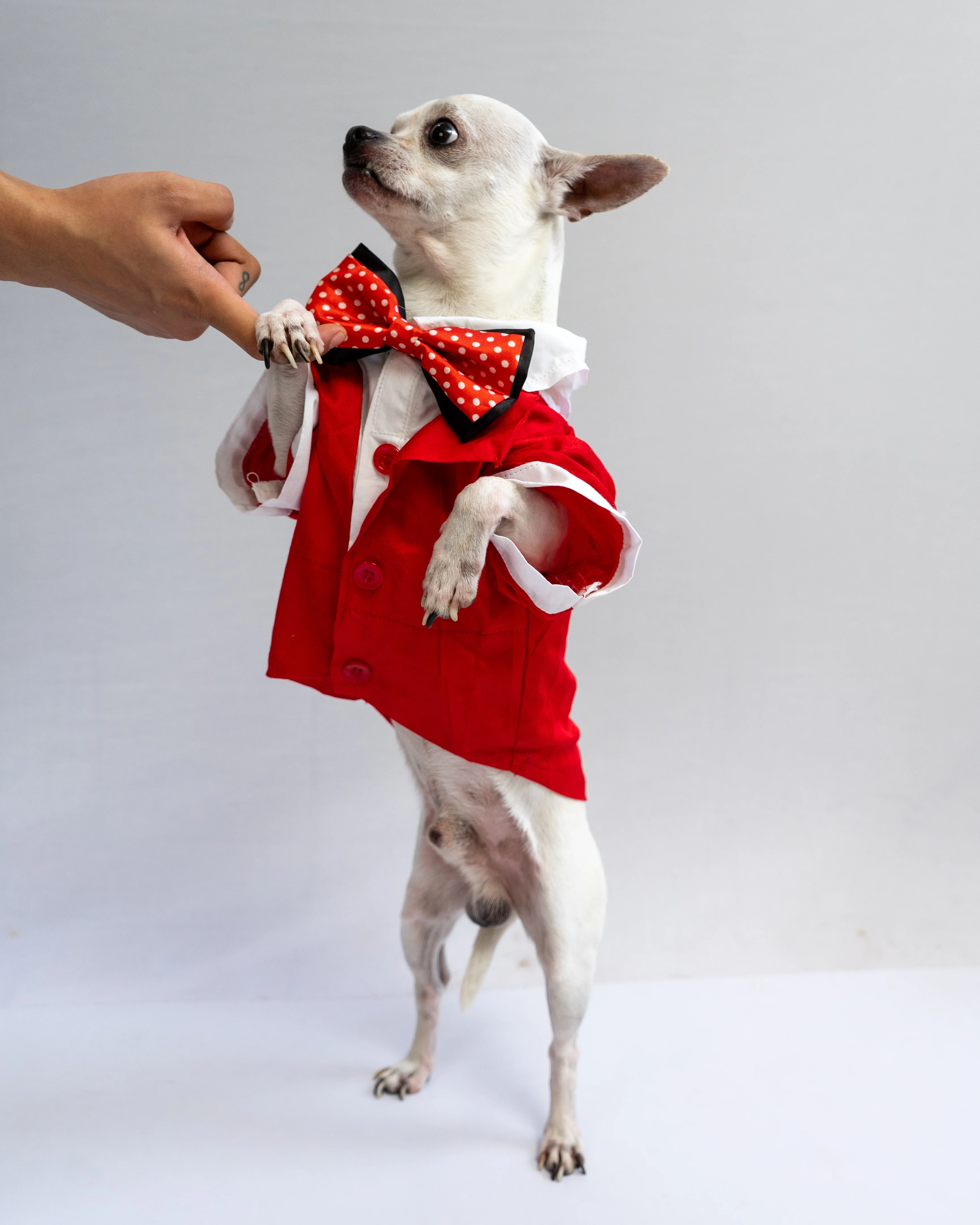 Pawgy Pets Personalised Tuxedo for Dogs & Cats - Image 5